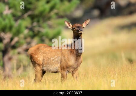 Porträt eines Elchkalbes auf einer Wiese im Estes Park, Colorado Stockfoto