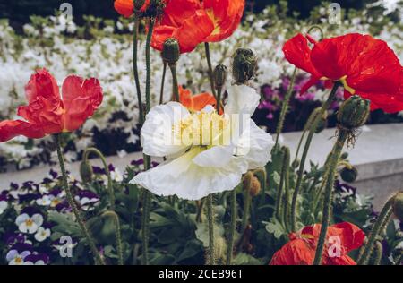 Blumenbeet von Stiefmütterchen und Mohnblumen und Rhododendren auf dem Hintergrund Stockfoto