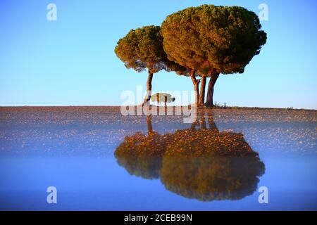 Malerische Landschaft der alten Bäume wachsen auf leeren Rasen mit Reflexion unten auf dem Hintergrund des blauen Himmels, Spanien Stockfoto