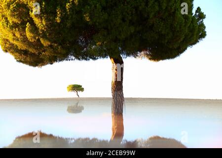 Malerische Landschaft der alten Bäume wachsen auf leeren Rasen mit Reflexion unten auf dem Hintergrund des blauen Himmels, Spanien Stockfoto