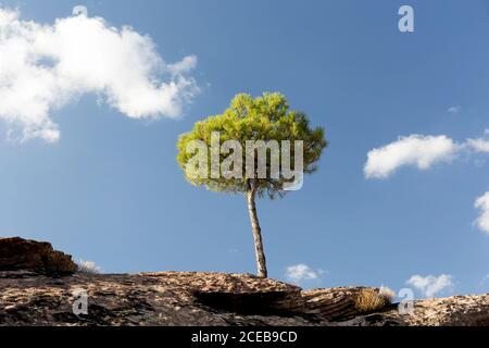 Von unten von einem kleinen grünen Baum oben auf rauhe felsige Klippe unter blauem Himmel bei Sonnenschein, Spanien Stockfoto