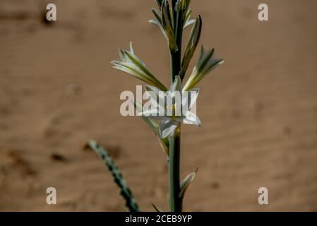 Wüstenlilie, Wildblume, in der Wüste von Südkalifornien, mit viel Kopieplatz, selektiver Fokussierung Stockfoto