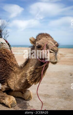 Kamele in Freiheit am Strand von Tanger. Marokko Stockfoto