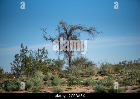 Zweig eines Blauen Palo Verde Baumes, Parkinsonia florida in Südkalifornien Stockfoto