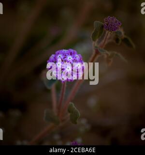 Rosa Sand Verbena (Abronia umbellata) in der südlichen Wüste von Kalifornien in diesem Frühjahr. Stockfoto