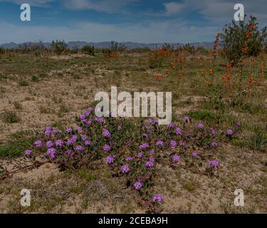 Rosa Sand Verbena (Abronia umbellata) und Wüstenglobemallow (Sphaeralcea ambigua) Die südliche Wüste von Kalifornien Stockfoto