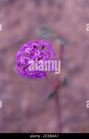 Ich habe in diesem Frühjahr viele Pink Sand Verbena (Abronia umbellata) in der südlichen Wüste Kaliforniens gefunden. Diese blühende einjährige Pflanze stammt aus dem Westen Stockfoto