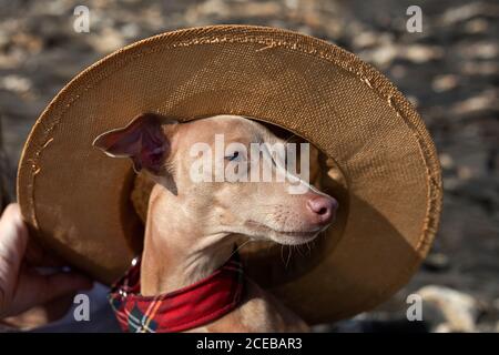 Kleiner italienischer Windhundhund am Strand. Sonnig. Meer. Stockfoto