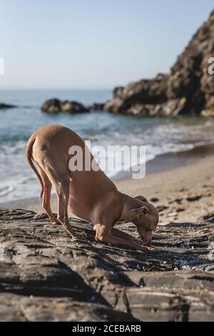 Kleiner italienischer Windhundhund, der am Strand mit Sand spielt. Sonnig. Meer. Stockfoto