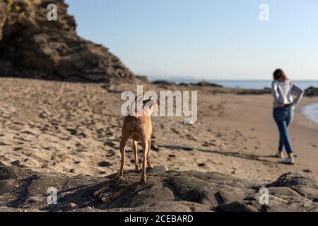 Schöne Brünette mittleren Alters Frau spielt mit italienischen Windhund Hund am Strand Stockfoto
