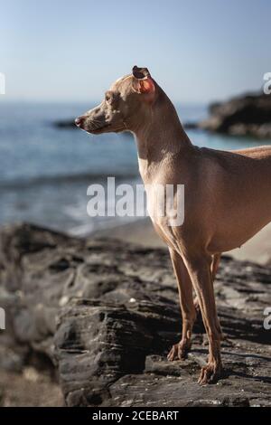 Kleiner italienischer Windhundhund am Strand. Sonnig. Meer. Stockfoto