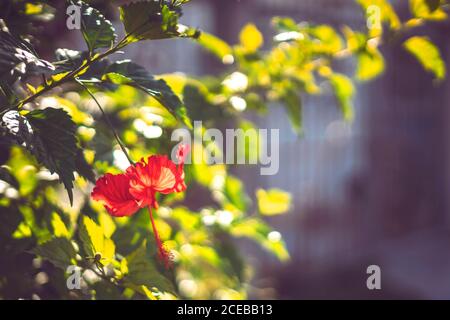 Nahaufnahme einer schönen roten Blume, die auf einem Baum wächst Mexikanische Karibik Stockfoto