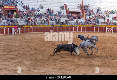 Spanien, Tomelloso - 28. 08. 2018. Blick auf Bullfighter Reiten Pferd und Kampf mit Stier auf sandigen Bereich mit Menschen auf Tribüne Stockfoto