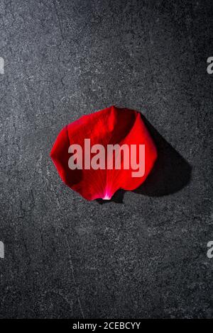 Nahaufnahme des zarten Blütenblattes der schönen roten Rose liegend Auf Marmoroberfläche Stockfoto