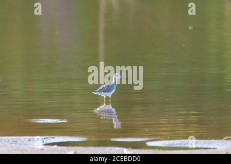 Großer Yellowlegs Vogel watend mit seiner Reflexion im seichten Wasser eines Sees nahe einem sandigen Ufer. Stockfoto