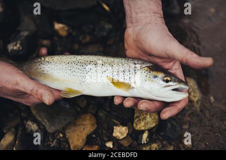 Von oben Ernteguthände des Fischers, der gefangenen Fisch zeigt Stockfoto