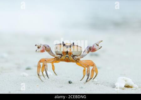 Kleine Krabben krabbeln auf steinigem Boden Stockfoto