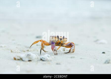 Schöne winzige Krabbe kriecht auf weißen felsigen Oberfläche in wunderbar Auf dem Land Stockfoto