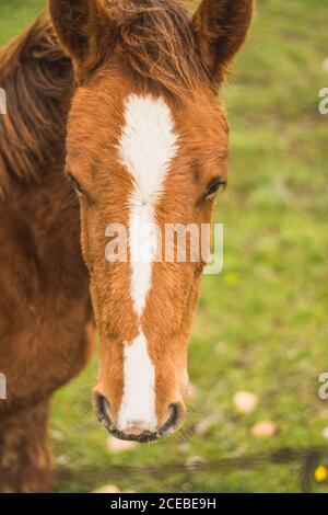 Kleine Kastanienpferde stehen und pasten auf grünem Feld Stockfoto