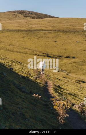 Schönes weißes Pferd auf dem Weg in der Natur Stockfoto