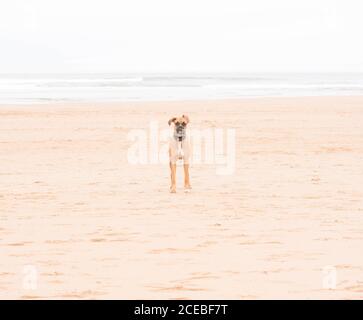 Hund am Strand spazieren Stockfoto