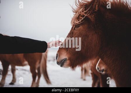 Hand einer anonymen Person, die schönes isländisches Pferd auf grau berührt Tag in der herrlichen Landschaft Stockfoto