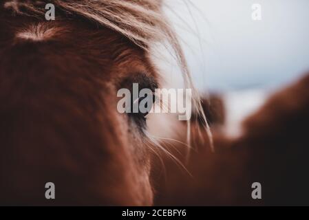Nahaufnahme des Auges der erstaunlichen isländischen Beweidung im Winter Auf dem Land Stockfoto