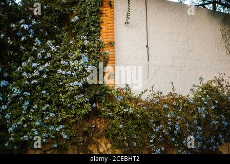 Grüne Reben mit niedlichen blauen Blumen wachsen auf alten Steinzaun auf der Straße von Malaga, Spanien Stockfoto