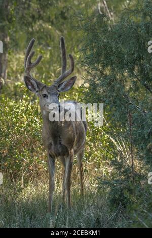 Ein reifer männlicher Maultierbock, der großes samtbedecktes Geweih wächst. Stockfoto