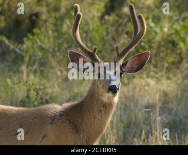 Ein reifer männlicher Maultierbock, der großes samtbedecktes Geweih wächst. Stockfoto