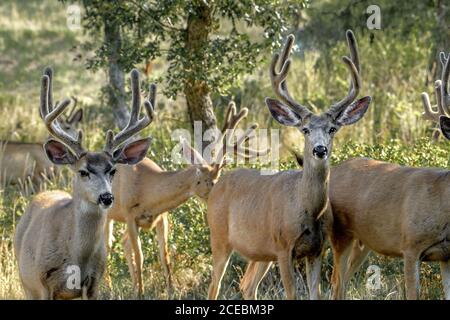 Eine Junggesellenherde reifer Maultierhirsche mit großem Geweih. Stockfoto