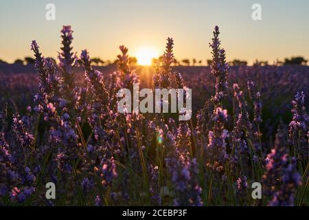Lavendel Feld bei Sonnenuntergang Stockfoto