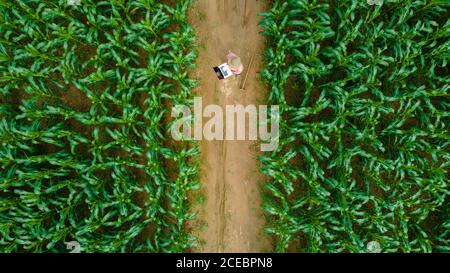 Luftaufnahme des asiatischen Landwirts, der im Maisfeld mit Laptop in den Händen steht und die Ernte untersucht. Stockfoto