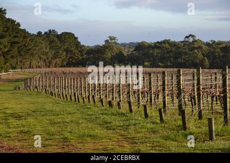 Gepflegte Reihen von chardonnay Weinreben an einem Weinberg auf Die Mornington Peninsula in Australien mit Wintersonne Stockfoto