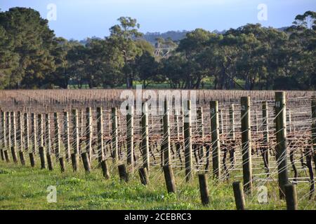 Gepflegte Reihen von ruhenden Weinreben in der Wintersonne Auf der Mornington Peninsula in Australien Stockfoto