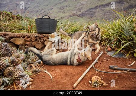 Zwei Hunde auf Spiel und Kampf auf dem Boden der tropischen Ackerland mit wachsenden Ananas, Kanarische Inseln Stockfoto