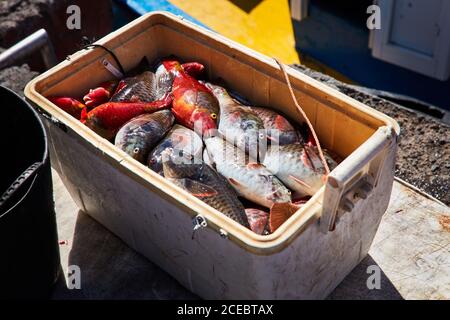 Box gefüllt mit bunten frisch gefangenen Fisch auf dem Boot im Sonnenlicht, Kanarische Inseln Stockfoto