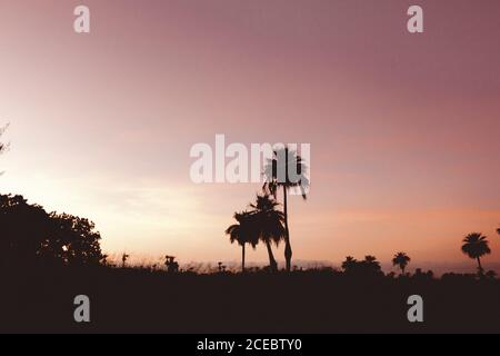 Malerischer Blick auf schwarze Silhouetten tropischer Palmen mit Atemberaubender Sonnenuntergang pastellrosa Himmel auf dem Hintergrund im Sommer Stockfoto