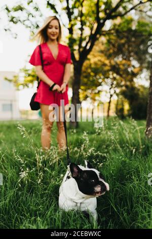 Crop Frau zu Fuß mit kleinen Hund im Park Stockfoto