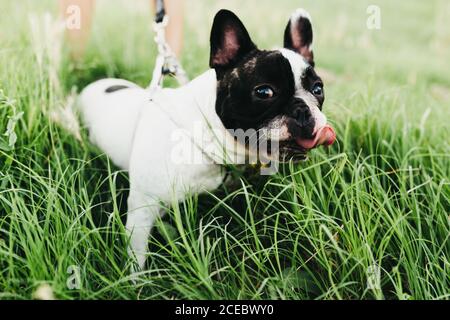 Lustige französische Bulldogge mit weißen und schwarzen Fellmustern lecken Lippen und gehen mit Menschen im grünen Gras Stockfoto