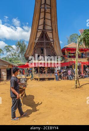 Sulawesi Island, Indonesien - August, 15 2015: Seitenansicht eines ethnischen Mannes mit großem Ochsen, der während des Festivals am sonnigen Tag auf dem Dorfplatz steht Stockfoto