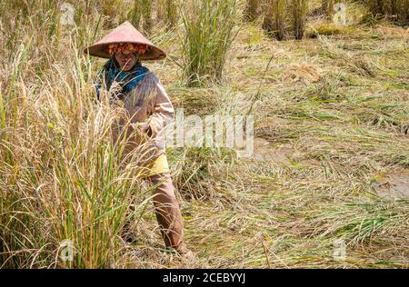 Sulawesi Island, Indonesien - August, 15 2015: Erwachsene ethnische Person in traditionellen Hut wegschauen, während der Ernte reifen Reis an sonnigen Tag auf dem Feld Stockfoto