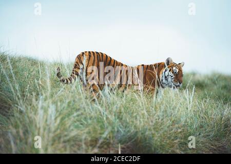 Seitenansicht des gestreiften Tigers, der im grünen Gras im Reservat steht. Stockfoto
