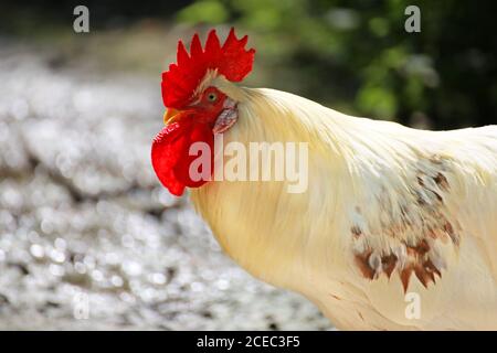Close up of a beautiful white rooster Stockfoto