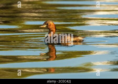 Kleine Grebe Tachybaptus ruficollis Costa Ballena Cadiz Spanien Stockfoto