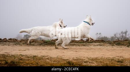 Zwei süße weiße Schweizer Schäferhunde laufen zusammen entlang Landstraße In der Natur Stockfoto