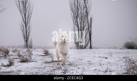 Erstaunliche weiße Schweizer Schäferhunde tragen Stock und läuft während des Spielens Gemeinsam im Park im Winter Stockfoto