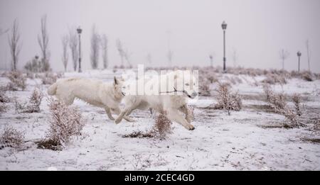 Zwei erstaunliche weiße Schweizer Hirten tragen Stock und läuft während Im Winter gemeinsam im Park spielen Stockfoto