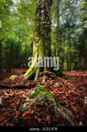 Von unten Blick auf Baumstamm mit grünem Moos bedeckt Auf dem Hintergrund des Waldes Stockfoto