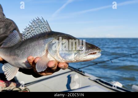 Fischer hält einen gefangenen Zander oder Zander in den Händen vor dem Hintergrund der Ostsee. Fishing Catch and Release Konzept. Zander über Freiheit. Stockfoto